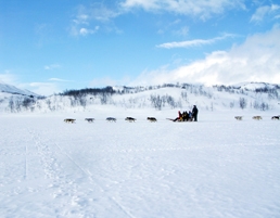 Husky ride by Wofgang  Greiner - VisitSweden